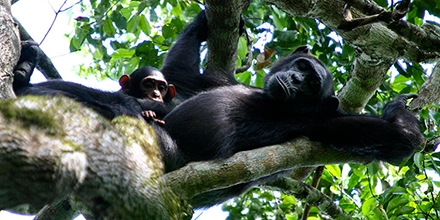 Mother chimpanzee resting on tree branch with baby clinging to her chest