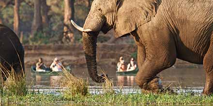 Enjoy a canoeing safari in search of local wildlife, like elephants, with Tusk and Mane