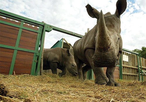 Rhino Conservation in Lewa Wilderness Kenya - Safaris with The Classic Safari Company