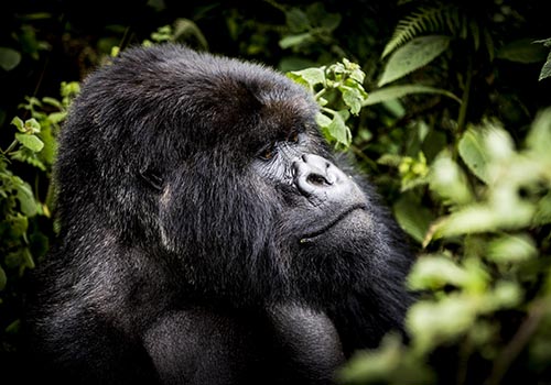 The land of a thousand hills