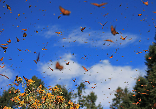 Wildlife & Conservation