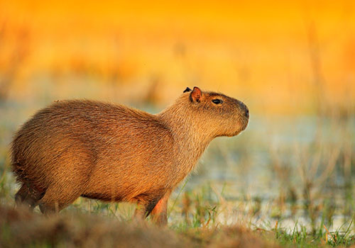 A fiesta of flora and fauna
