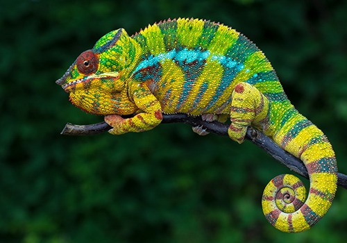 Wild, weird and wonderful