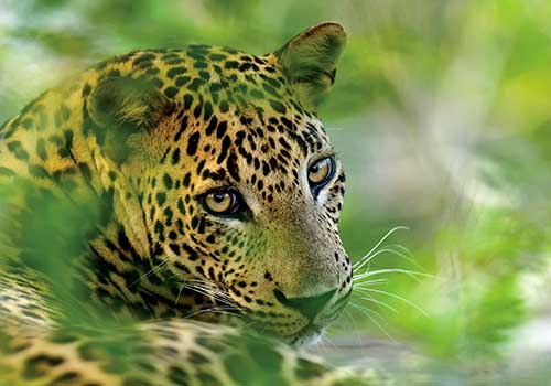 PEARL OF THE INDIAN OCEAN