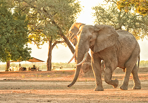 Africa’s Pink Diamond