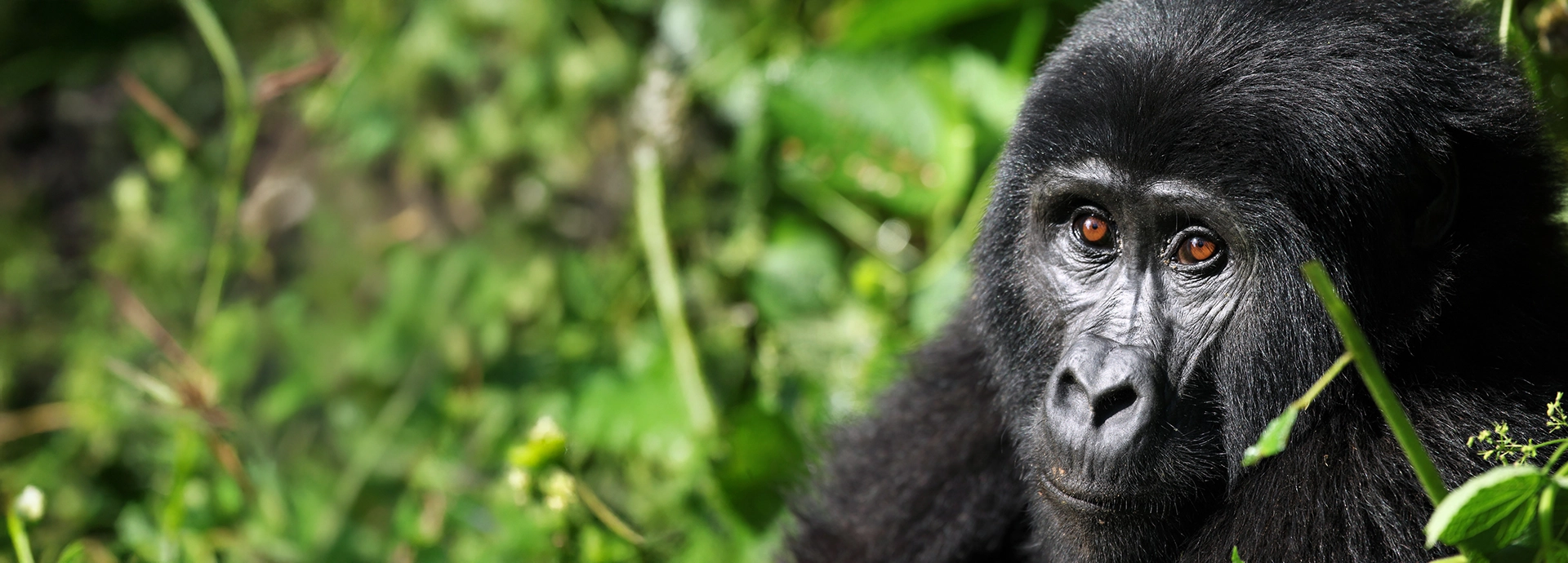 Wide shot of mountain gorilla in dense forest undergrowth, looking to the side