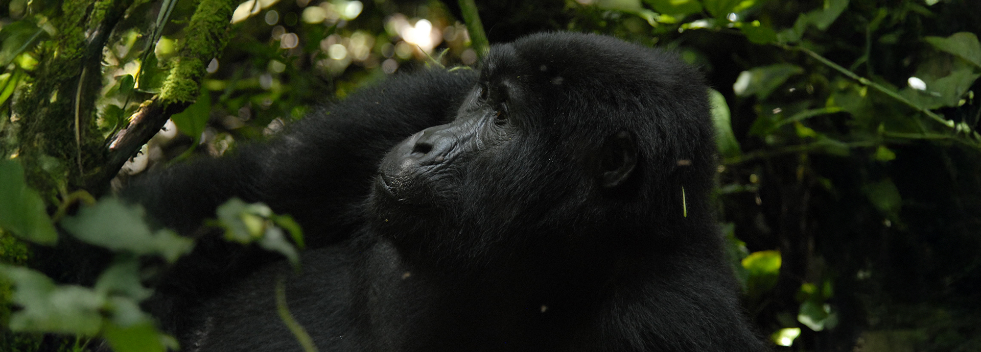 Mountain Gorilla in Bwindi Impenetrable Forest, Best of Uganda safari