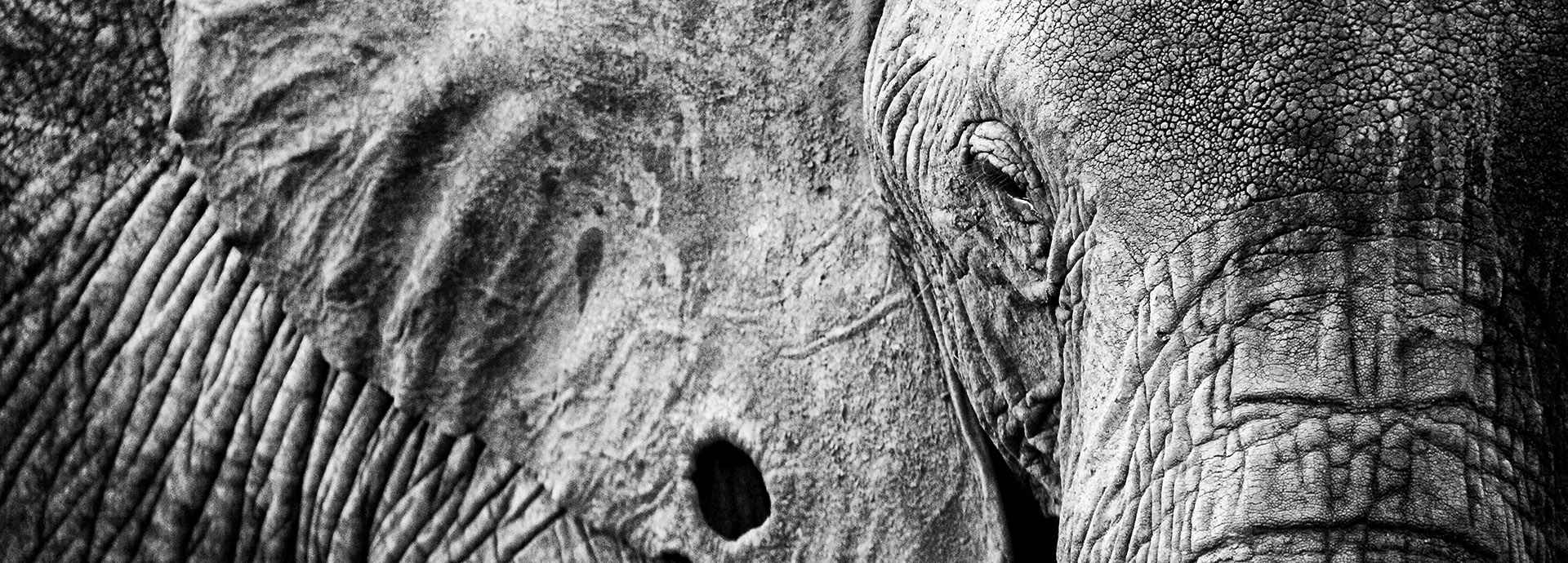 Elephant ear with a tusk hole in Africa