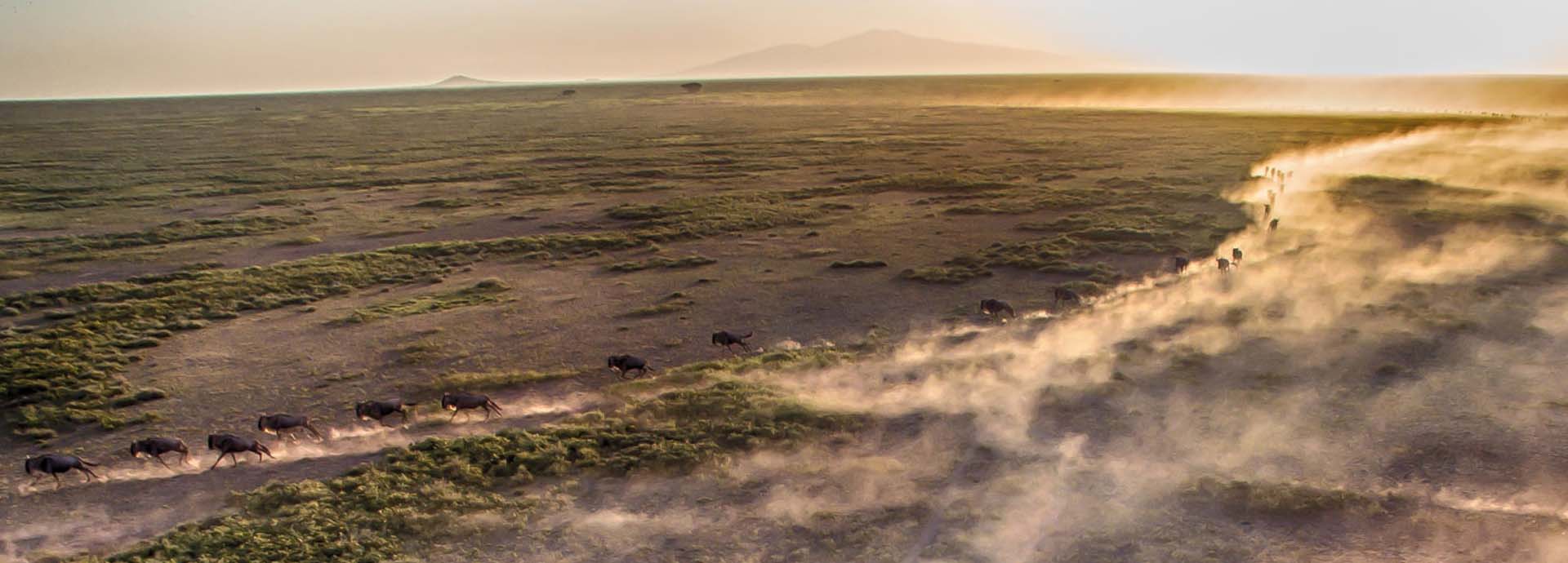 Wildebeest from the great migration running across endless plains at Alex Walker's Serengeti Camps