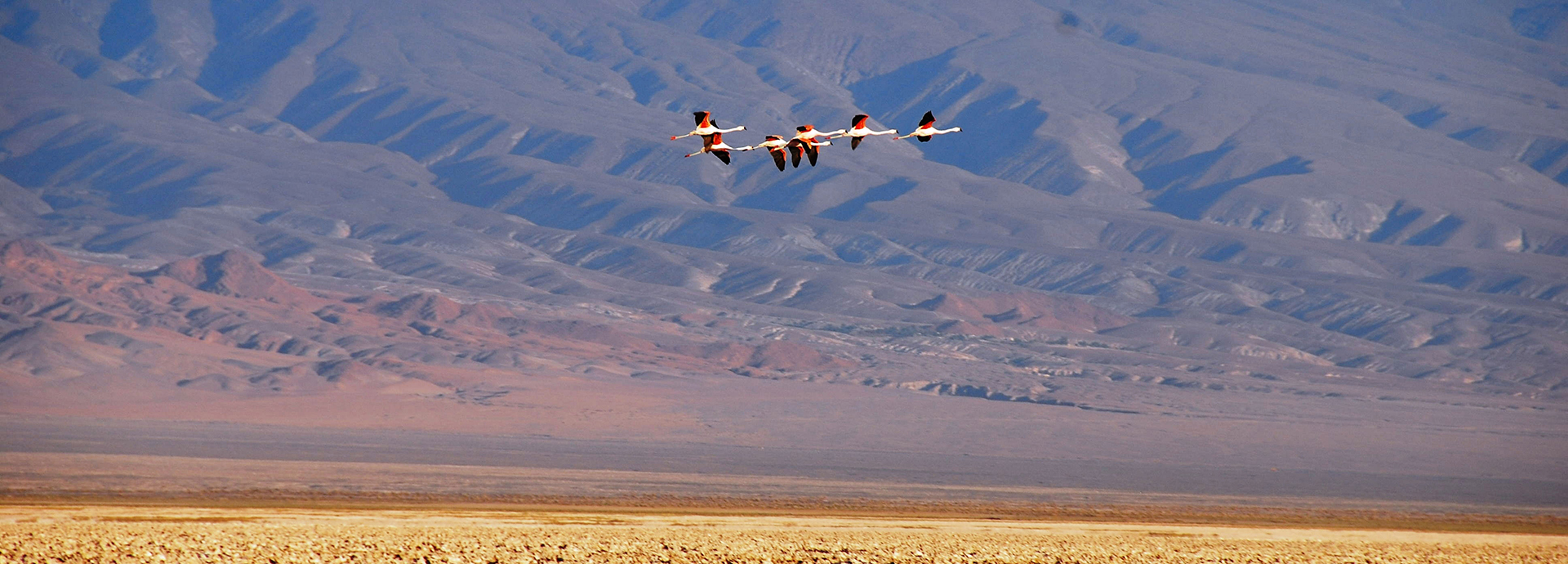 Flamingoes soaring above the Atacama Desert