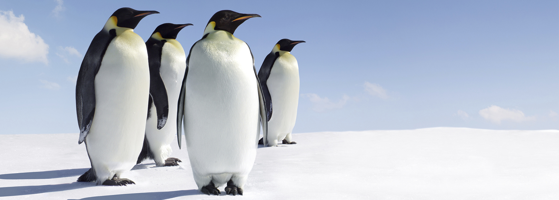 Emperor penguins in Antarctica