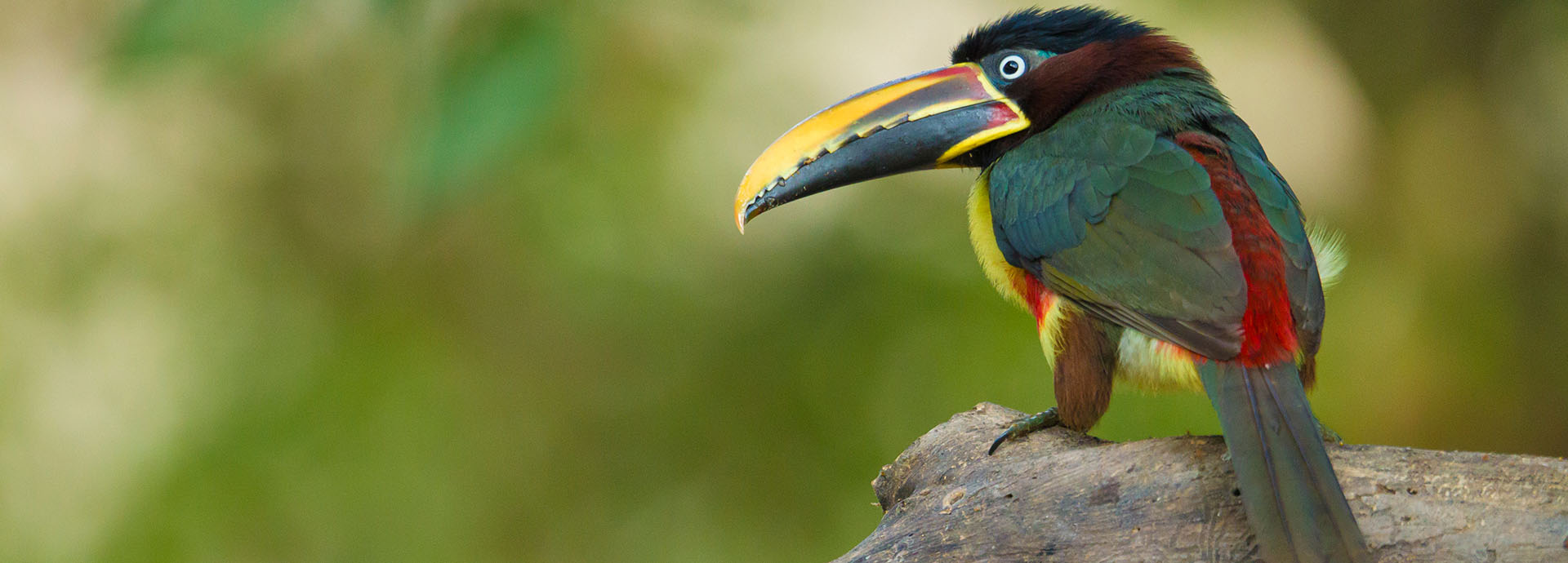 an Aracari in South America