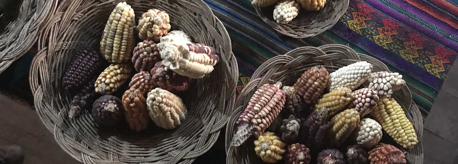 A variety of coloured corns laying in wicker baskets, showing the diversity of corn species in Peru.