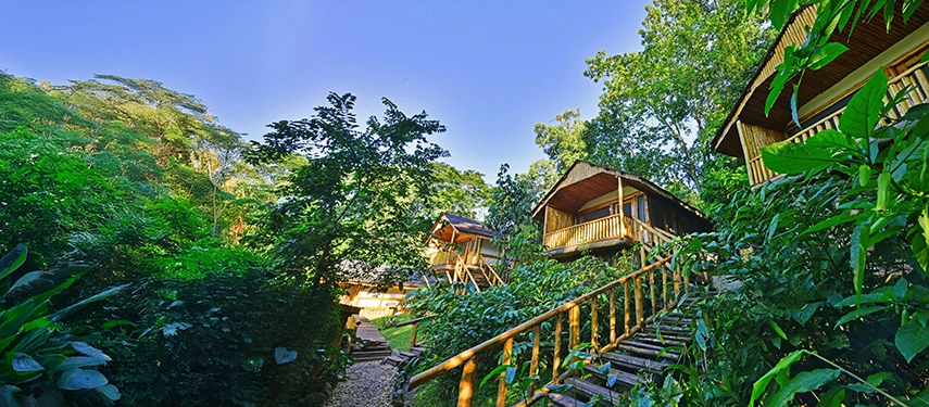 Hillside forest cabins at Buhoma Lodge, connected by wooden stairways