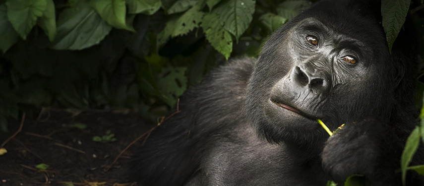 Mountain gorilla reclining in forest shade, calmly chewing a stalk