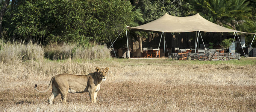 Lioness outside Busanga Bush Camp
