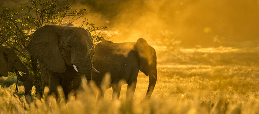 A pair of elephant at sunset in Namibia