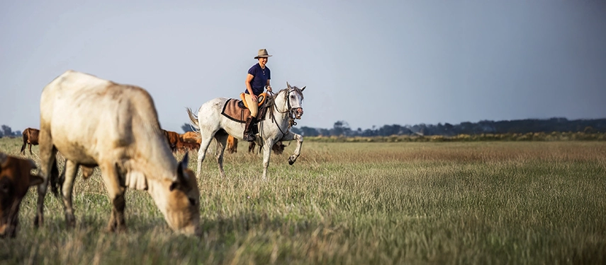 Rider on a grey horse moving quietly among grazing herds on the open floodplains of Simalaha.