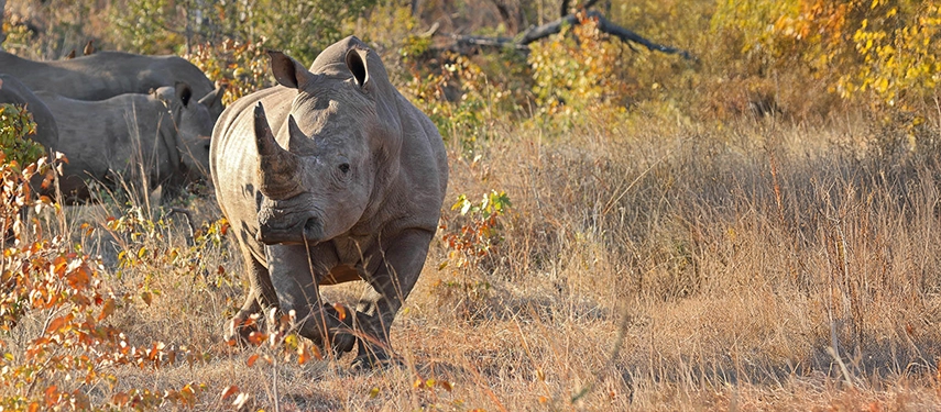 White rhinoceros grazing among autumn foliage near Victoria Falls in southern Zambia.