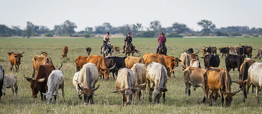 Riders passing through grazing cattle on the wide grass plains of Simalaha Wildlife Conservancy.