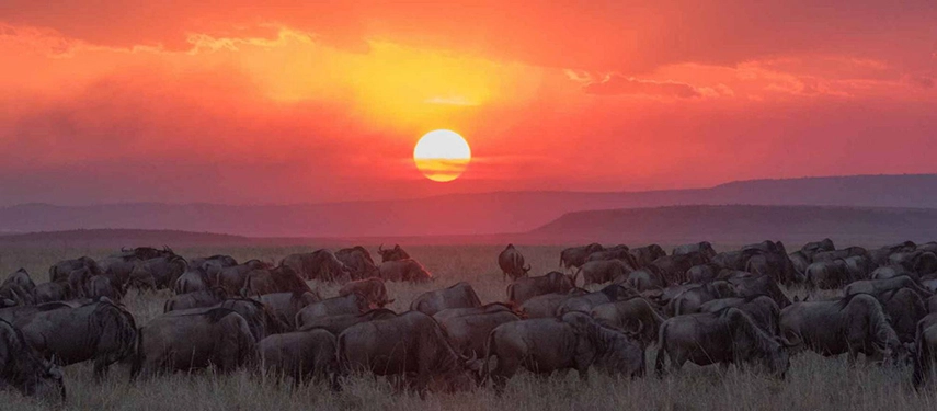 Herd of wildebeest silhouetted against a dramatic orange sunset on the African savannah during the Great Migration.