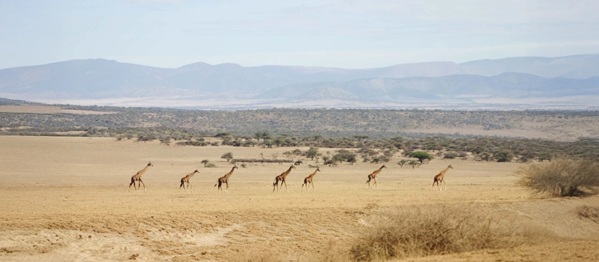 Towering giraffes walking in a line across the golden plains of the Maasai Mara, Kenya, with hazy hills in the distance.