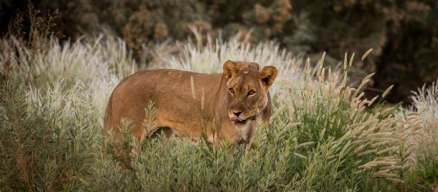 A lone lioness in the African bush