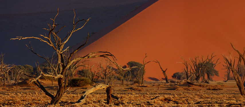 Dead camelthorn trees in front of a huge sand dune in Namibia