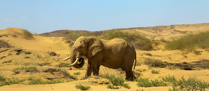 An elephant wandering across an arid landscape