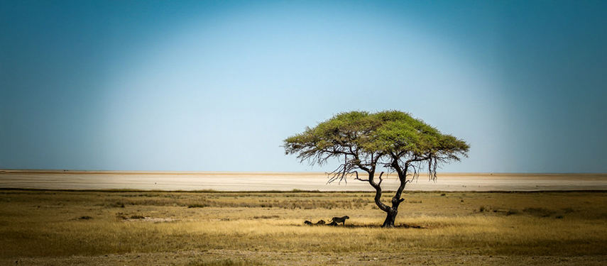 A pair of lions shelter from the Namibian sun beneath a tree