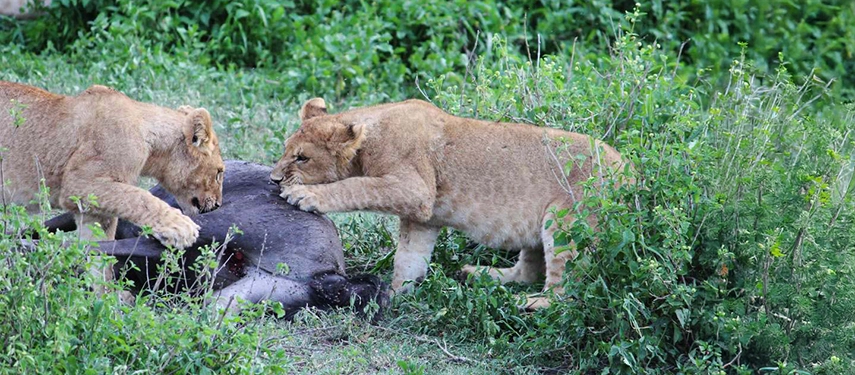 Two young lions in the Serengeti, Tanzania, feeding on a buffalo carcass, surrounded by dense green vegetation.