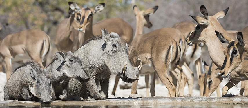 Warthogs and antelope drink from a waterhole in Namibia
