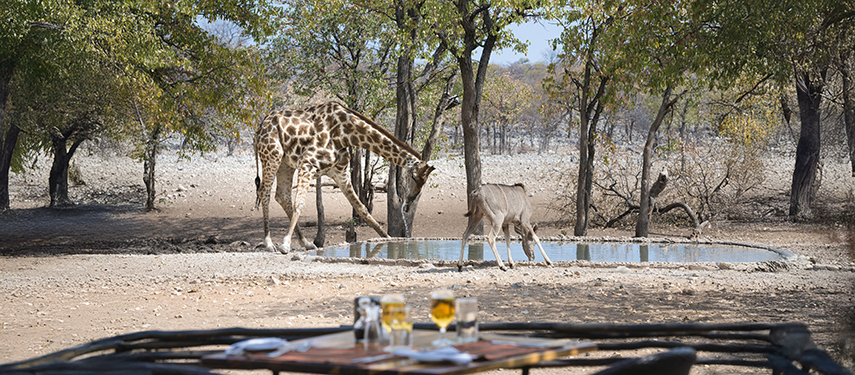 Giraffe drinking from a waterhole in Namibia