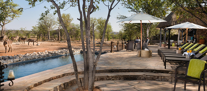 Safari lodge swimming pool with waterbuck nearby