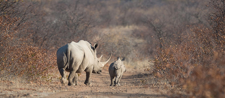 rhinos in Etosha National Park, Namibia