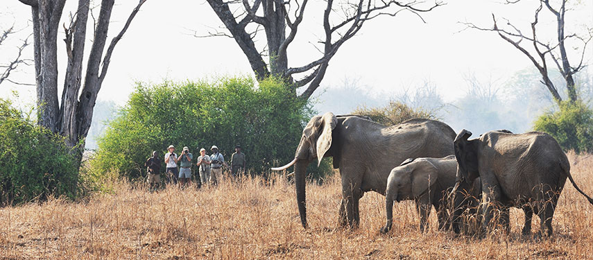 Chikoko Trails walking safari to see elephants in Zambia