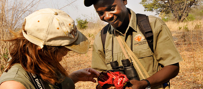 Guide and tourist looking at sausage flowers on a walking safari in Zambia