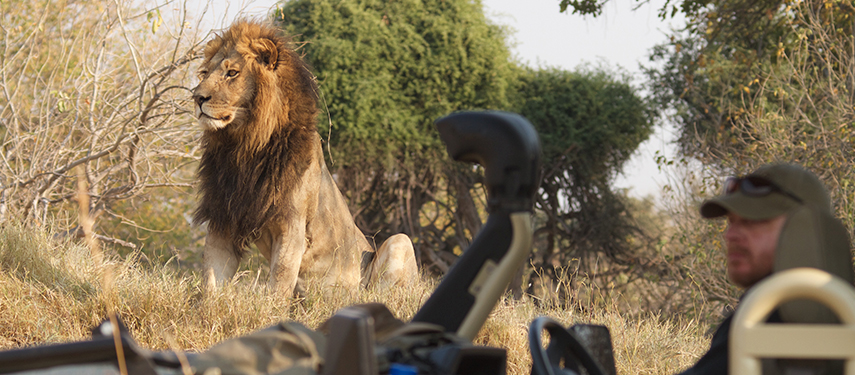 Get up close to predators such as lion on a Roger Dugmore safari in Botswana
