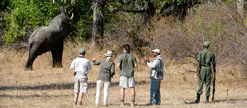 Guests and guides watching an elephant while on a walking Zambia safari