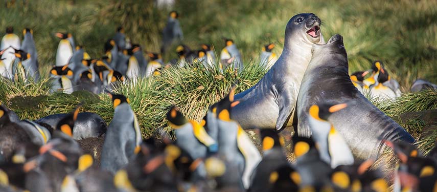 Elephant Seals & King Penguins, South Georgia