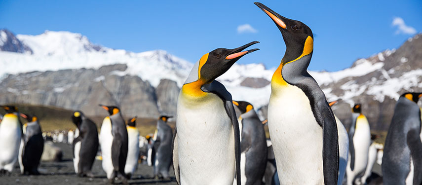 King Penguins In Gold Harbour, South Georgia