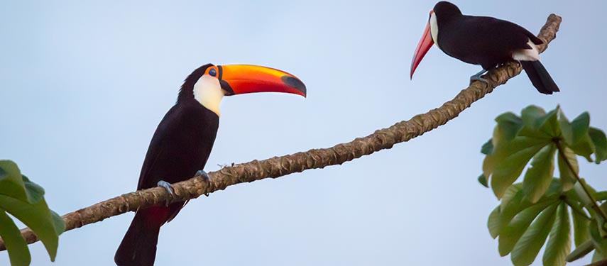 Take a journey of South America finishing up at Iguazu and look out for toucans at Belmond Das Cataratas