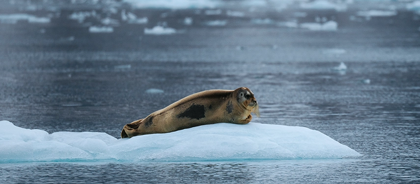 A seal resting on a floating ice sheet in calm Arctic waters.