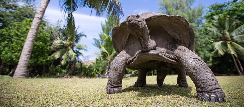 Aldabra giant tortoise in lush island greenery beneath swaying palms.