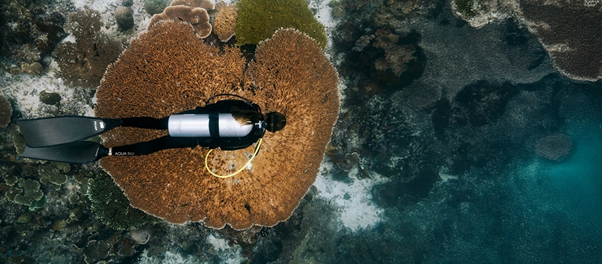 Diver glides over a massive coral colony, exploring vibrant underwater landscapes rich with marine life.