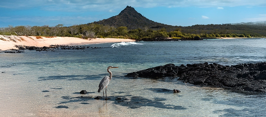 A grey heron stands among black volcanic rocks on a Galápagos beach, with turquoise waves washing gently at its feet.