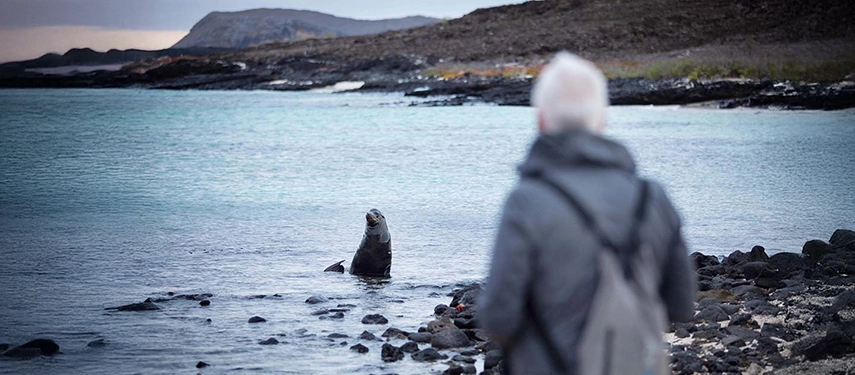 A curious sea lion surfaces beside a visitor on the rocky Galápagos shore, its silver coat glistening in the soft coastal light.