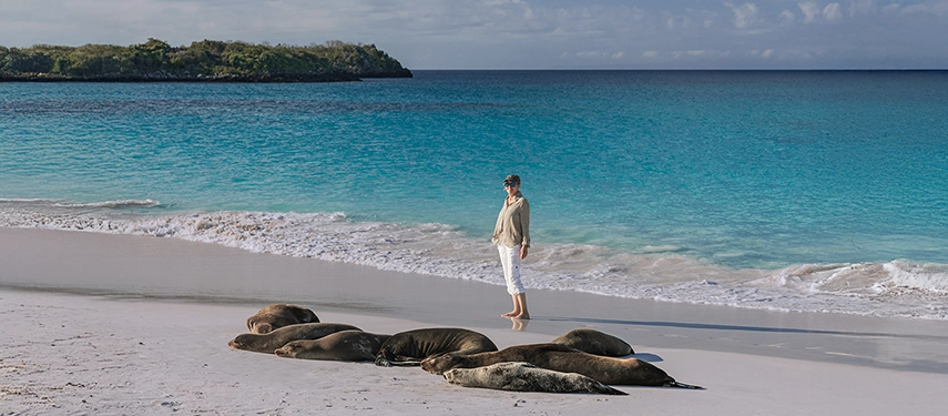 A peaceful Galápagos shoreline scene with sea lions resting by the water’s edge and a traveller observing from nearby.