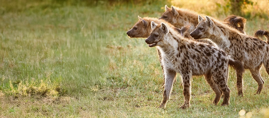 Spotted hyenas standing alert in the Masai Mara grasslands, part of the diverse predator population encountered on safari with Basecamp Explorer.