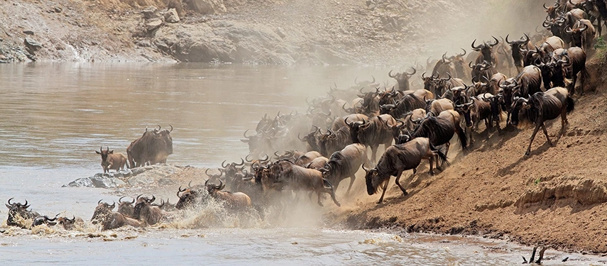 Herd of wildebeest plunging into the Mara River during the Great Migration, one of the most iconic wildlife spectacles in the Masai Mara.
